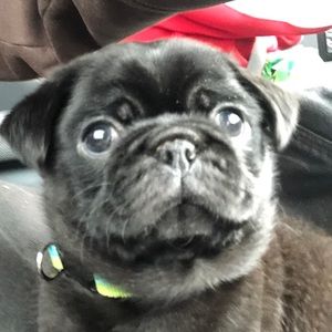 Meet your Posher, Dawn